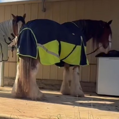 Clydesdale winter horse rug in navy/lime