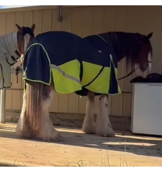 Clydesdale winter horse rug in navy/lime
