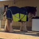 Clydesdale winter horse rug in navy/lime