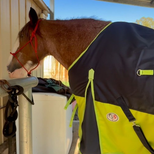Winter horse rug for clydesdale horse