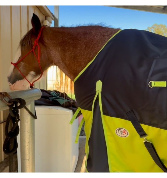 Winter horse rug for clydesdale horse