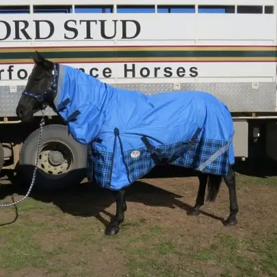 600D Winter Combo Horse Rugs Blue Check 2
