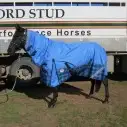 600D Winter Combo Horse Rugs Blue Check|Horse Rugs | LOVE MY HORSE - Australia