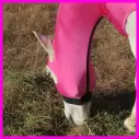 Lycra Skinny Horse Hood Pink|Horse Rugs | LOVE MY HORSE - Australia