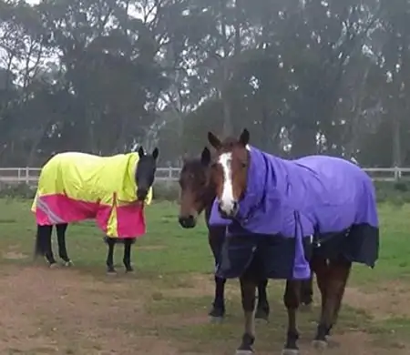 | Love My Horse Rainsheet horse rugs