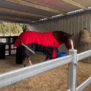Clydesdale Winter Horse Rug Red