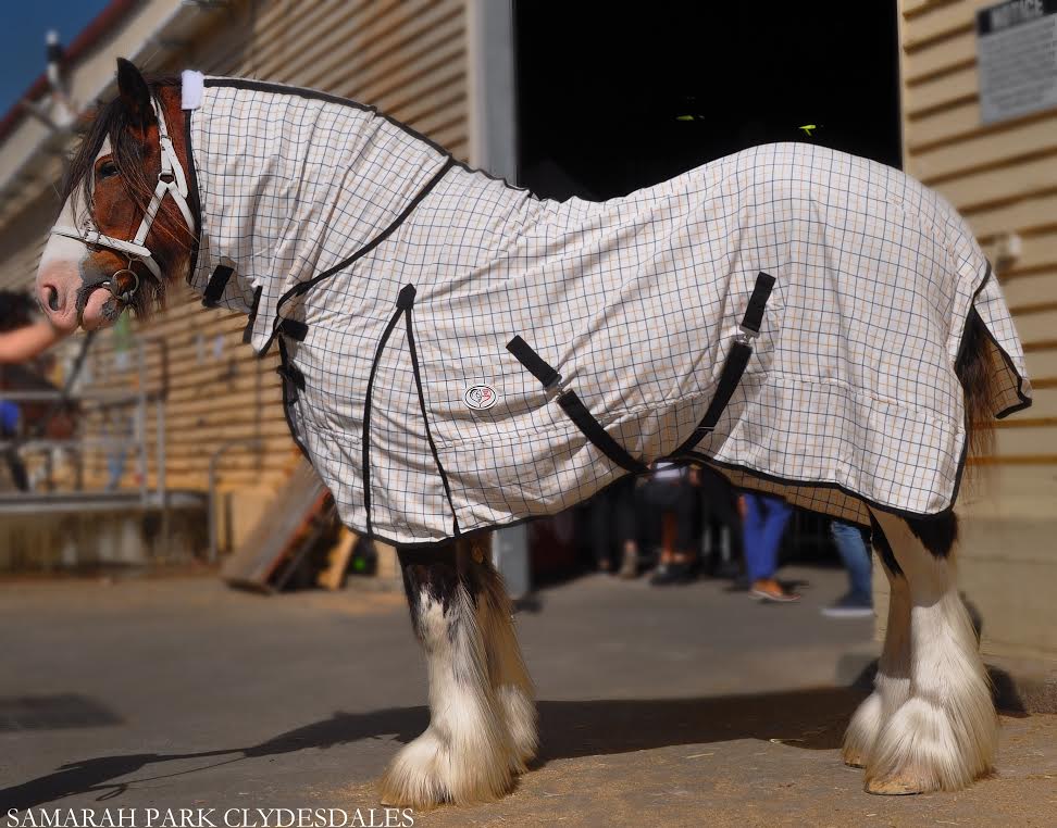 Big Clydesdale wearing a very large cotton combo