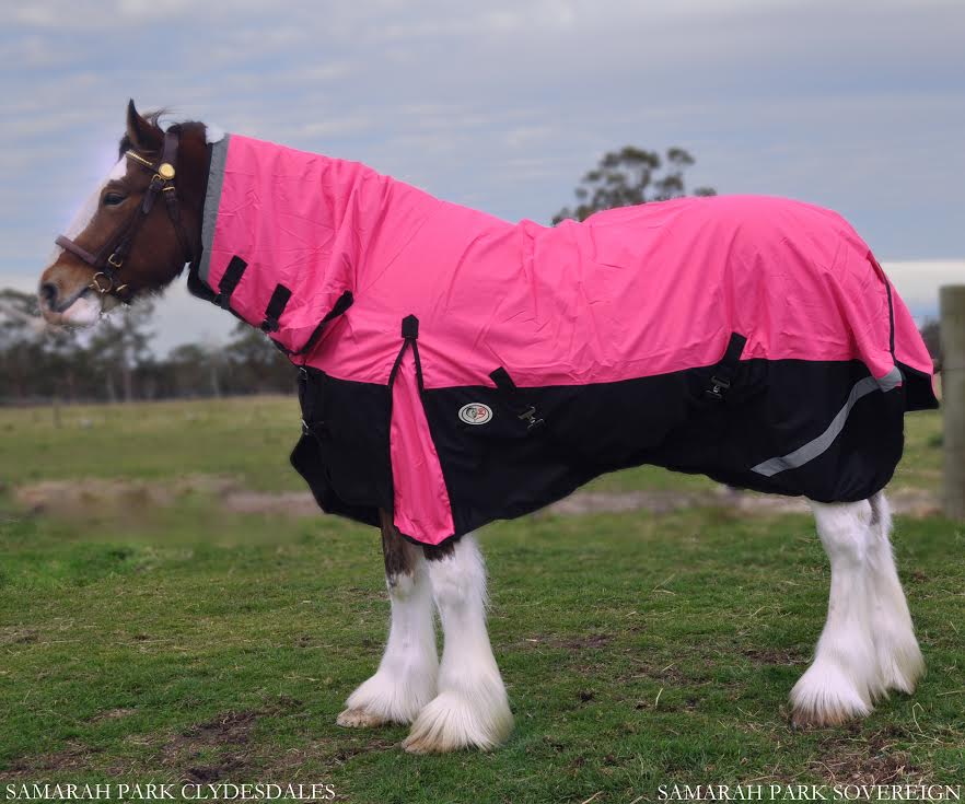 1200d Winter Combo Winter Clydesdale Horse Combo in pink