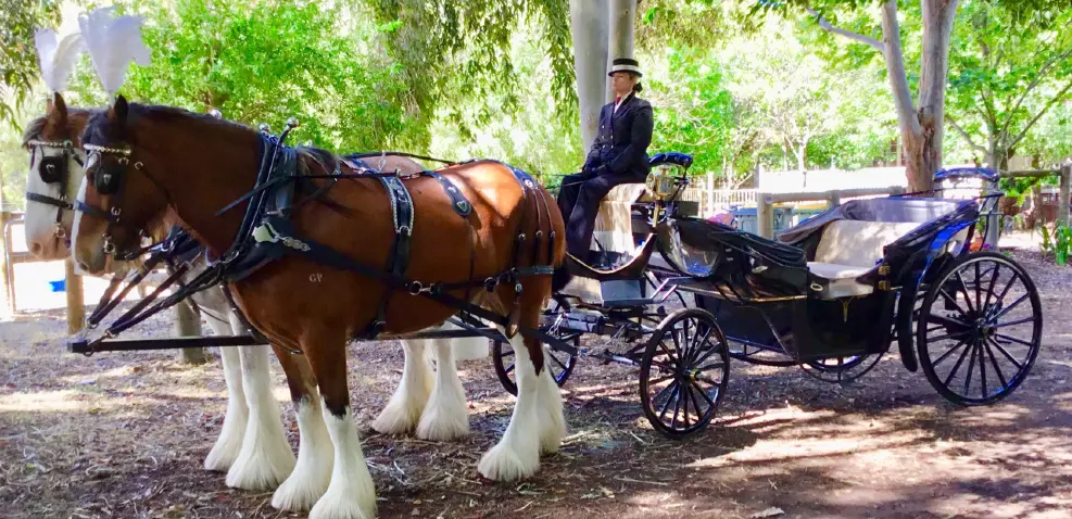 Jack and Ben Clydesdale horses in a wedding wagon
