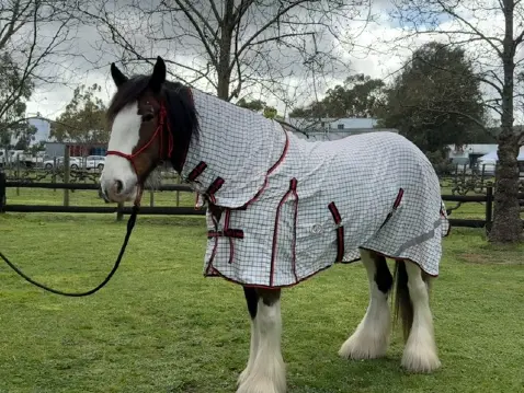 | Love My Horse Summer clydesdale horse rugs