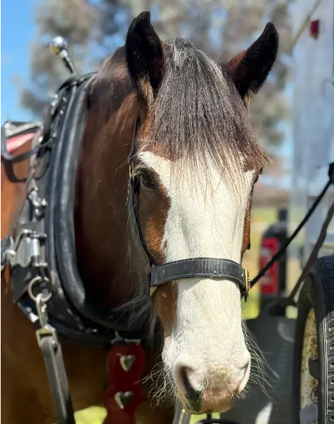 Clydesdale Roy close up of face in harness