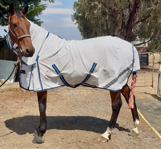 Love My Horse Summer cotton horse rugs