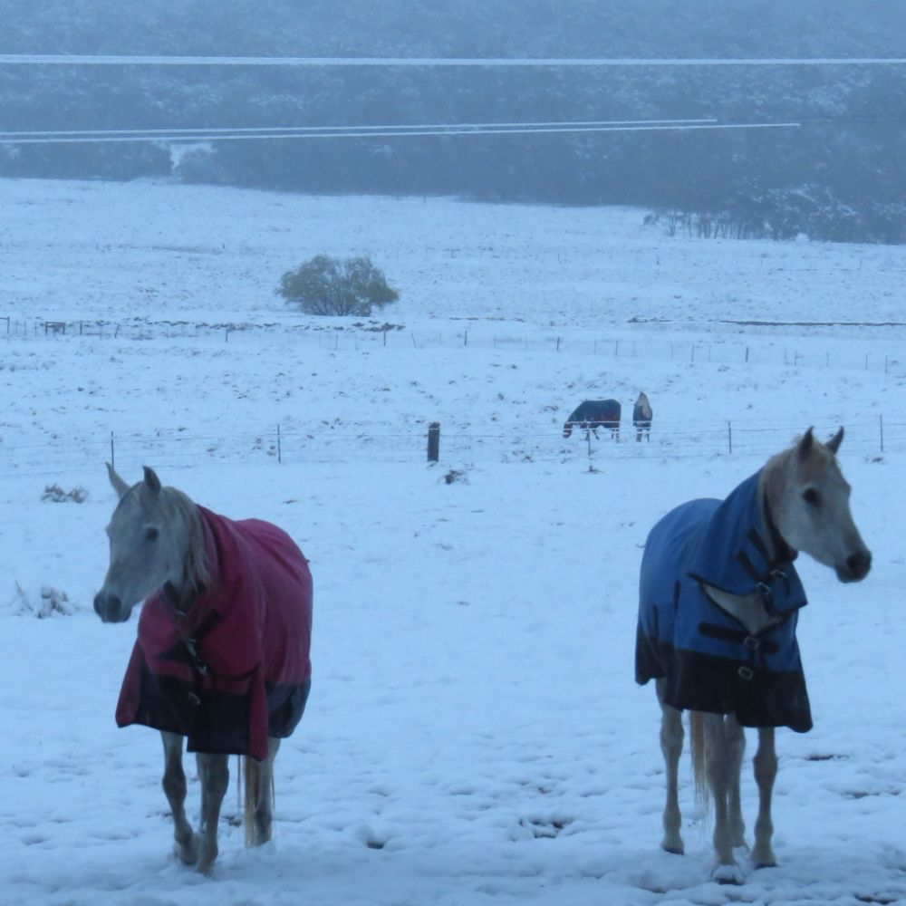 | Love My Horse Horses enjoying rugs on a cold winters day