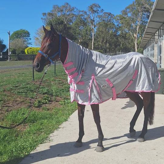 | Love My Horse Soft mesh rug and hood set pink