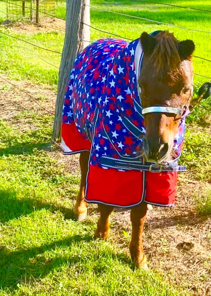 | Love My Horse Winter combo for mini horse