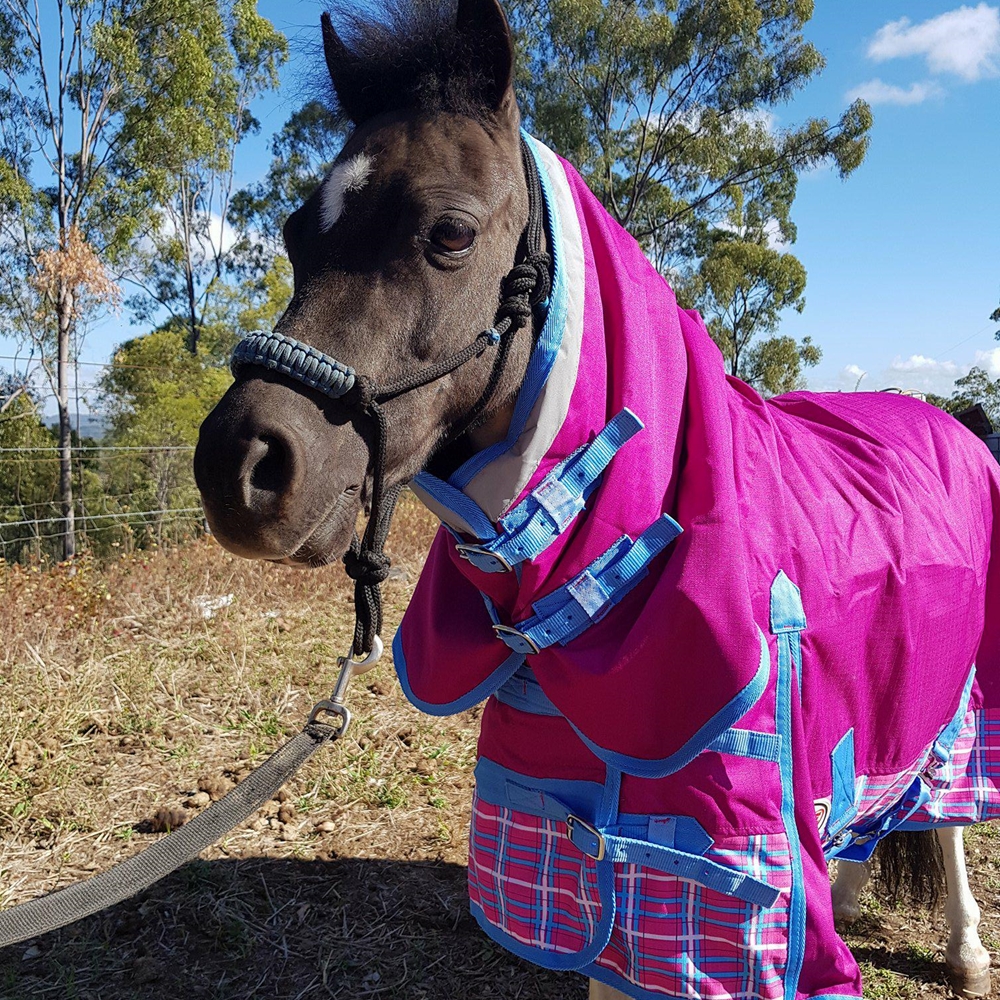 | Love My Horse Cute mini horse winter combo