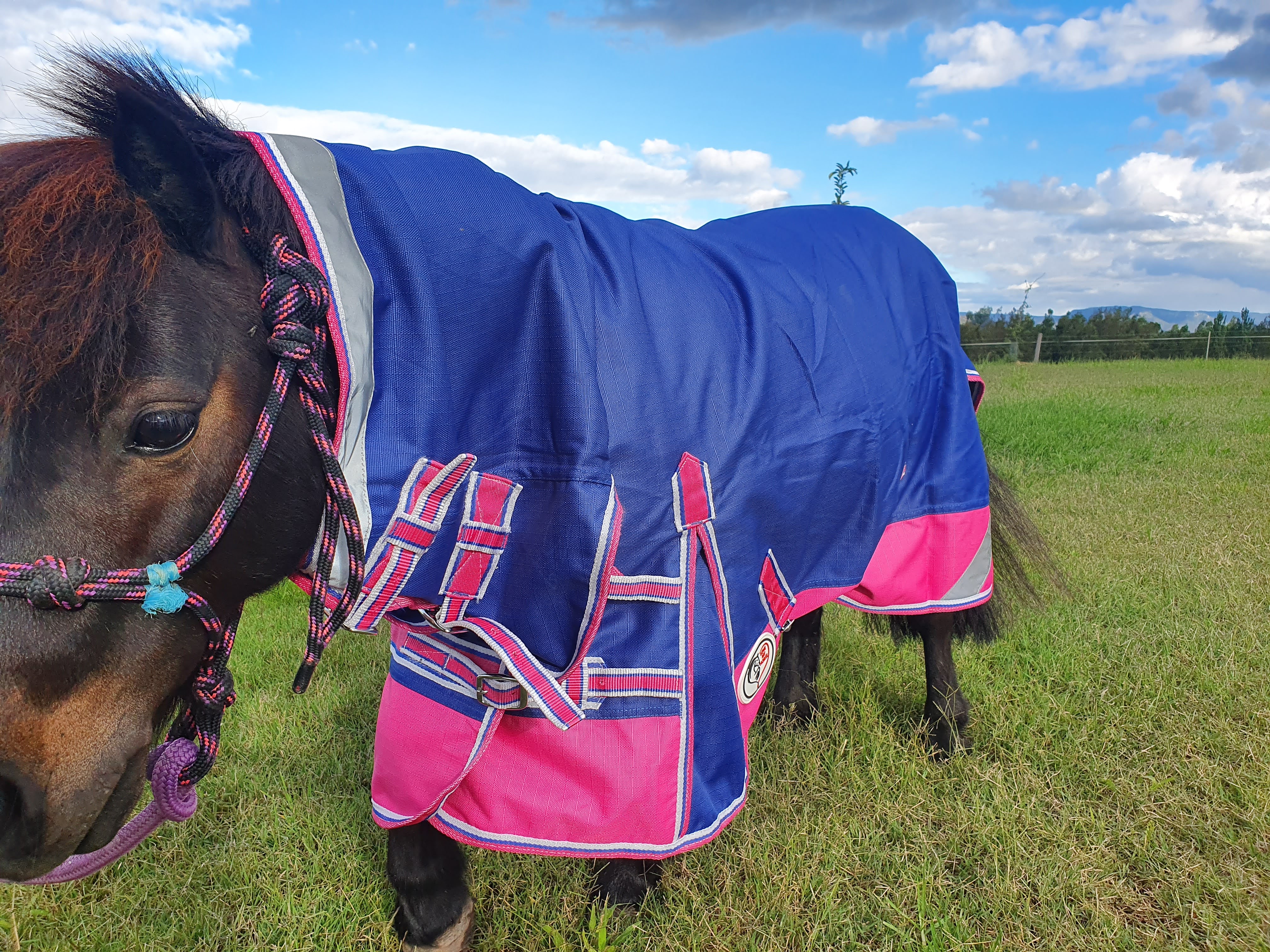 Rainsheet for mini horse
