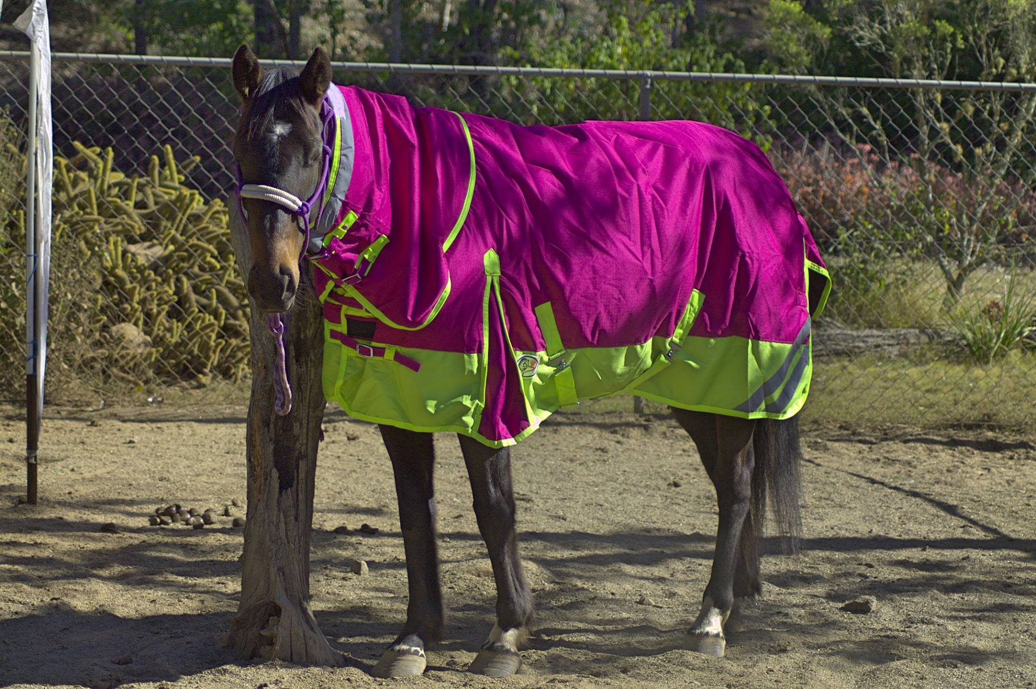| Love My Horse 600d rainsheet horse rug