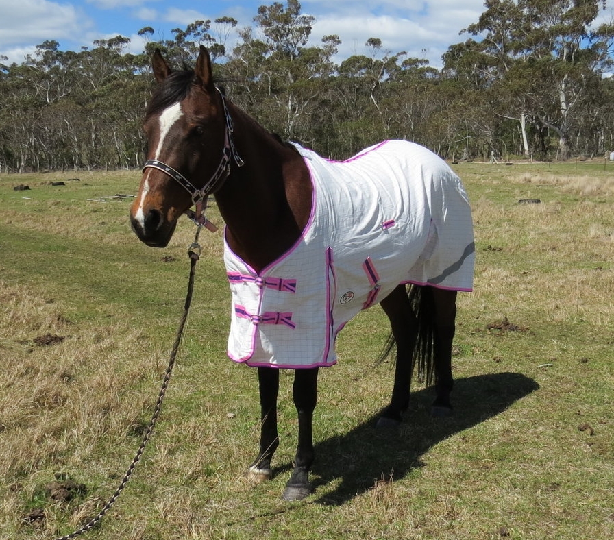 Cotton horse rug – lightweight body protection | Love My Horse