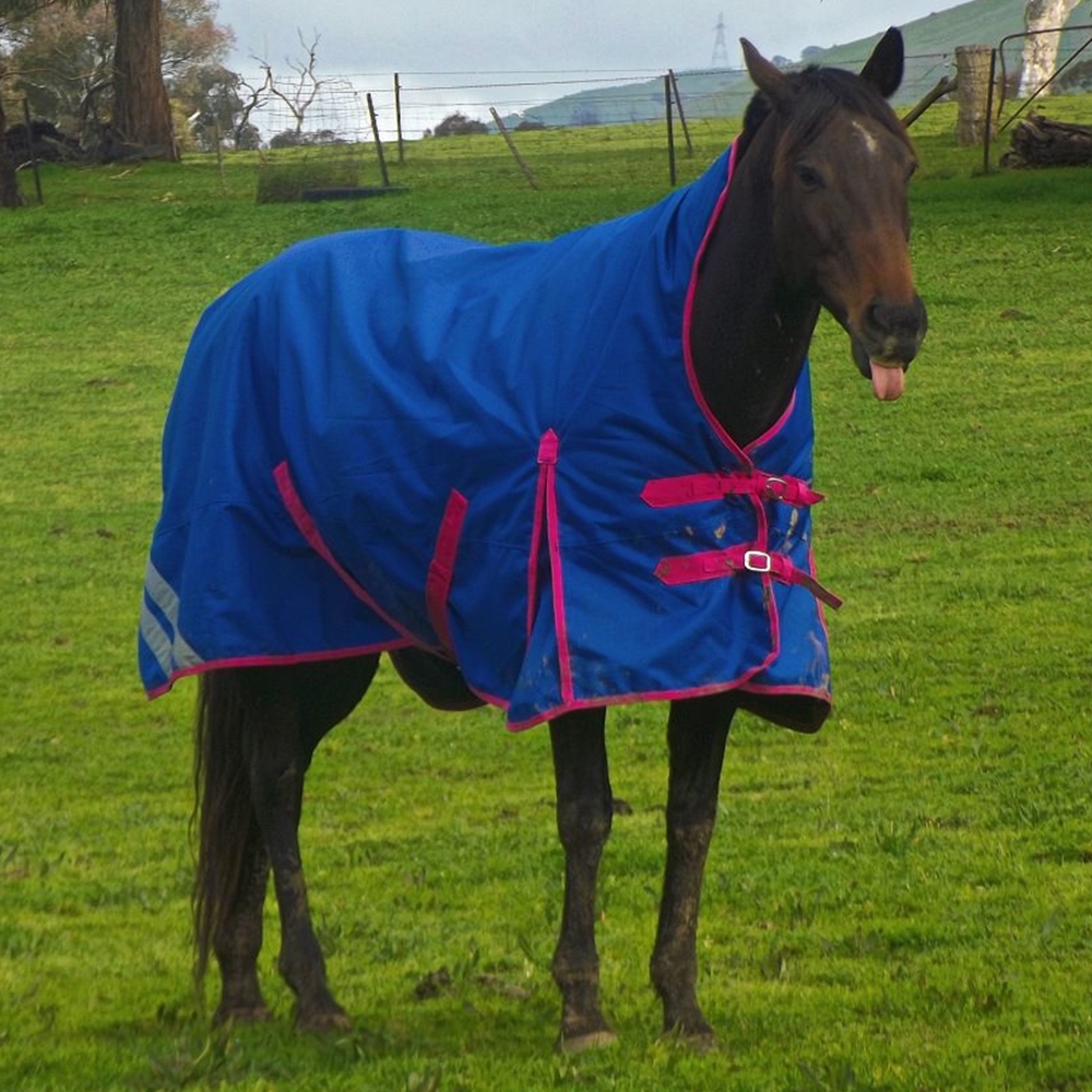Wug high neck wug giving greater winter protection for arabs