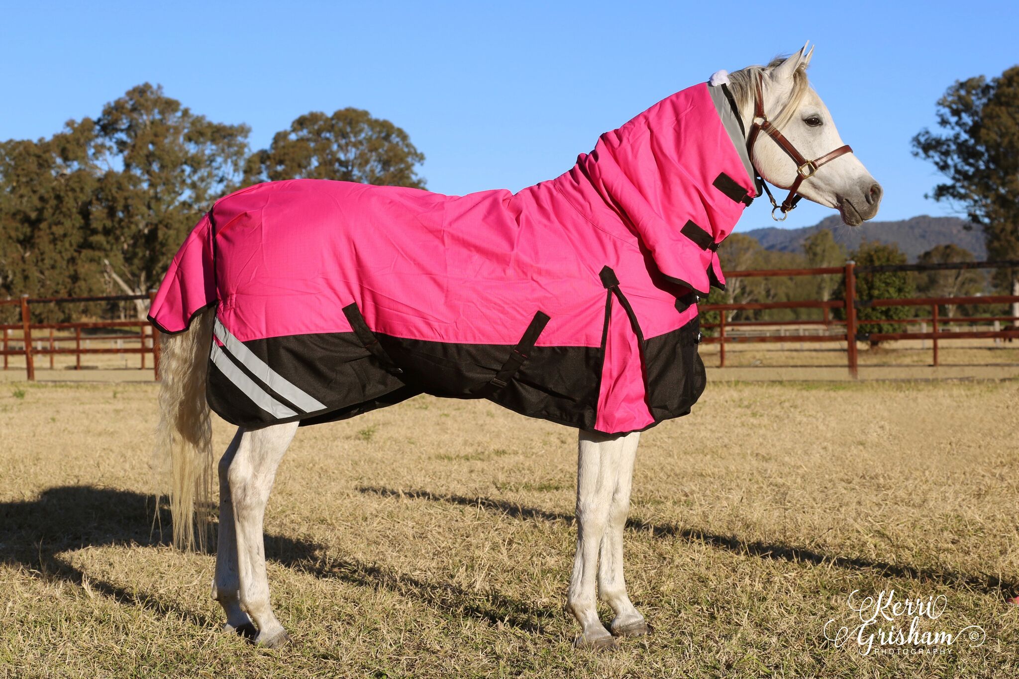 1200d Winter Combo Older horse rugged using laying technique