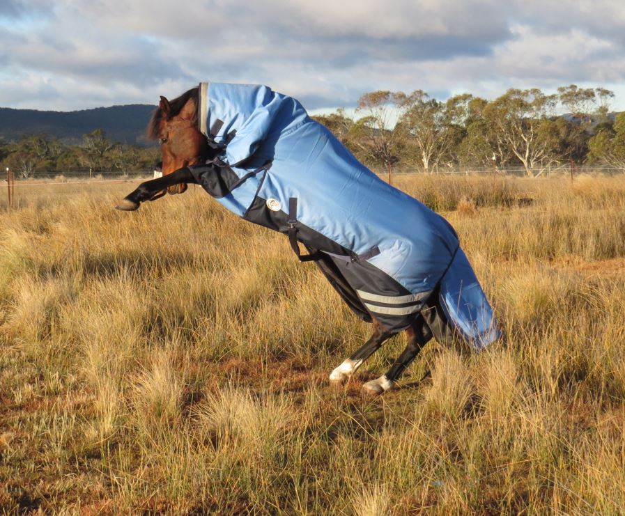 Waterproof Rainsheet horse rug