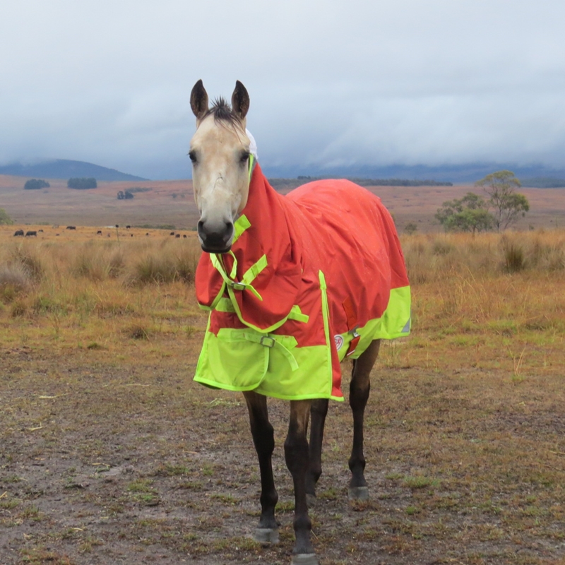 Fleece Lined Winter horse rug