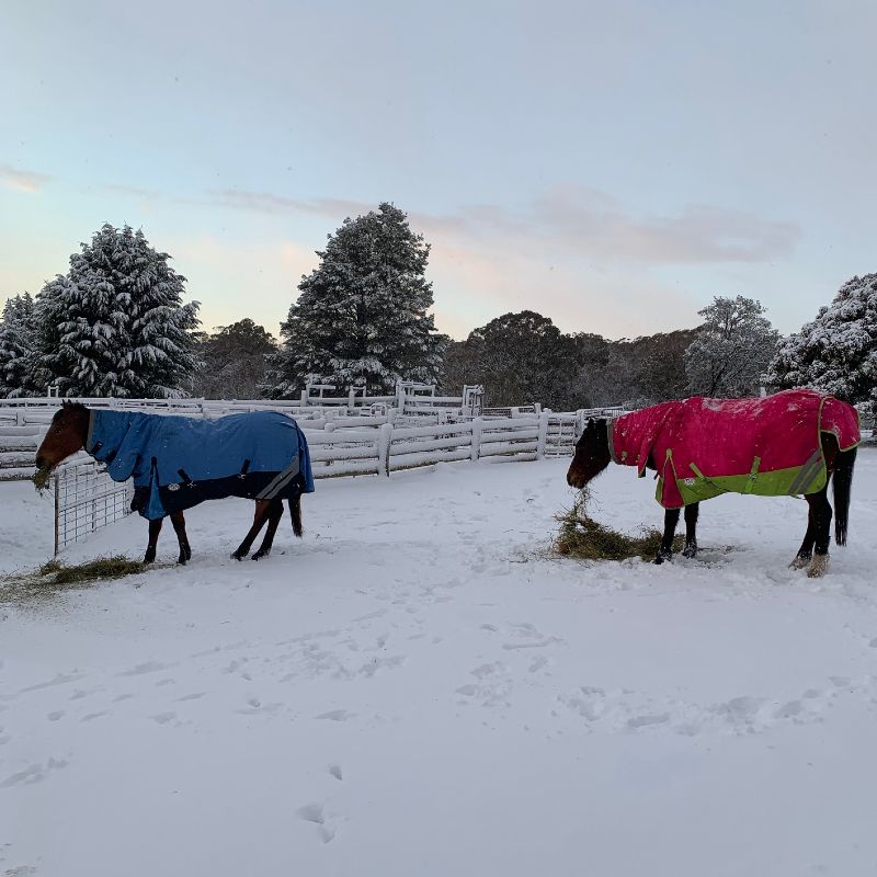 Horses enjoying rugs on a cold winters day