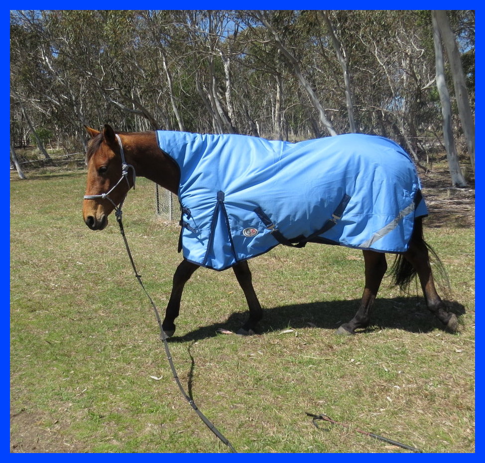 Wug high neck wug giving greater winter protection for arabs