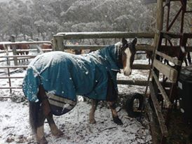 Choosing the right winter rug for your horse
