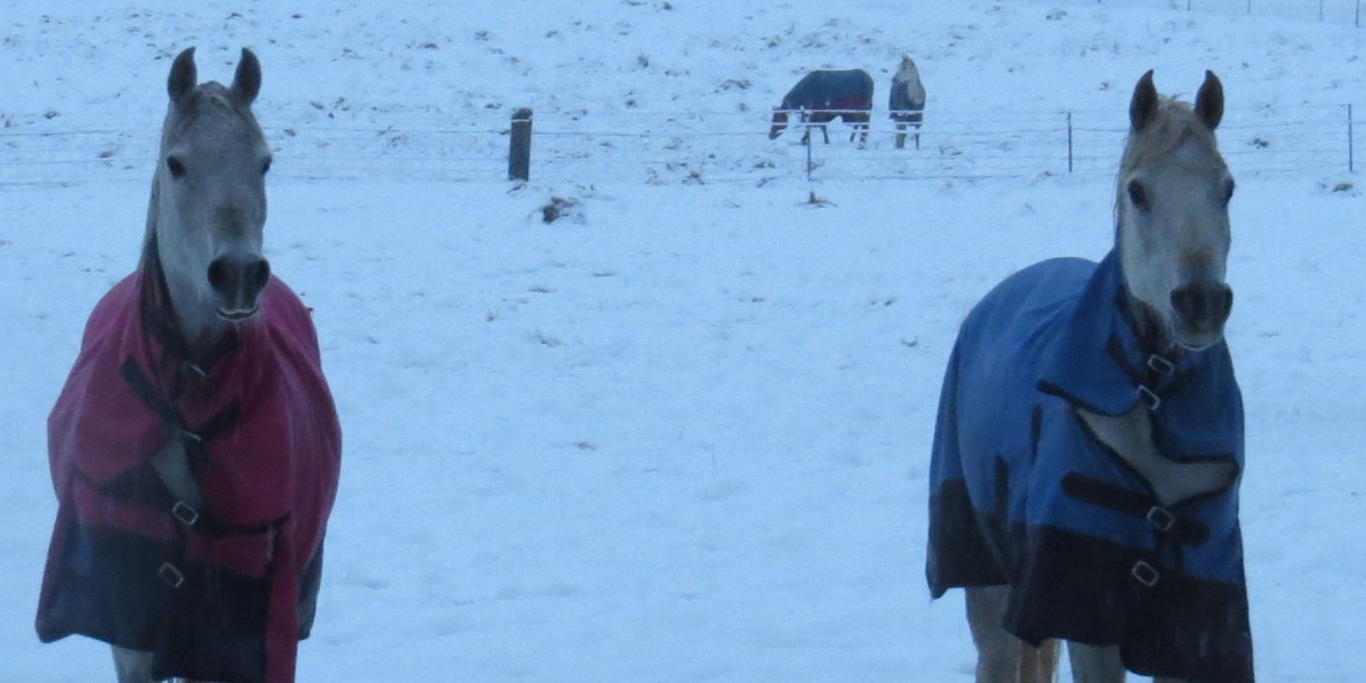 Horses enjoying rugs on a cold winters day