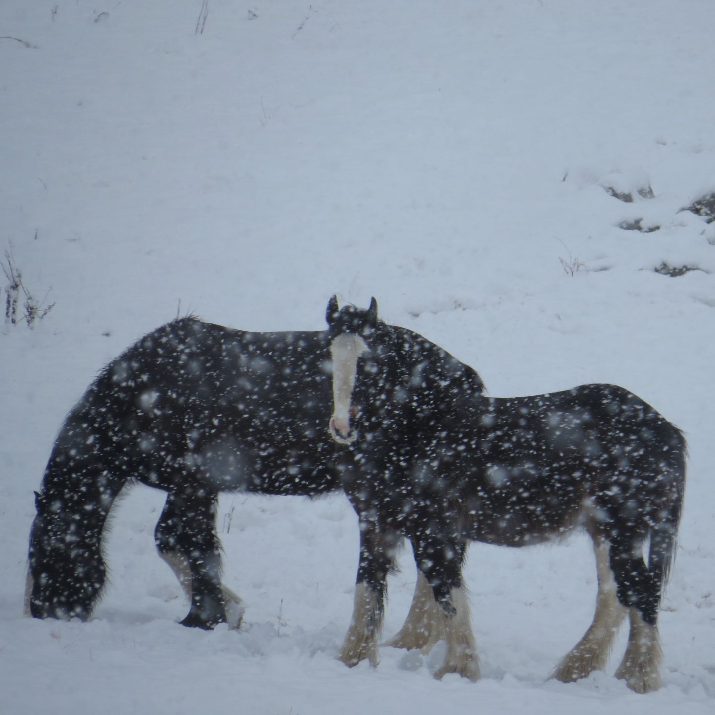 Sharing The Love With an Older horses