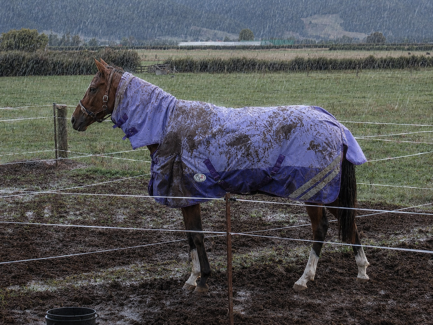 Horse with purple rug standing in rain and mud