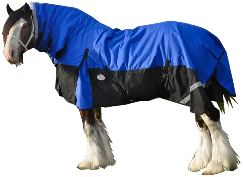 Clydsdale horse with Big horse rug Clydsdale horse with Big horse rug