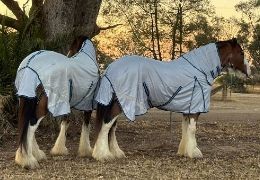 Heavy Horse Rugs: How to Choose the Right Rug for Bigger Horses