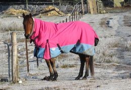 Winter Horse Covers: Everything You Need to Know Before You Buy