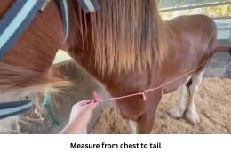 How to Measure a Horse for a Rug (Big Horse & Clydesdale Guide)