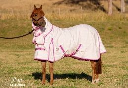 When Should You Use a Cotton Horse Rug? A Practical Guide for Australian Horse Owners