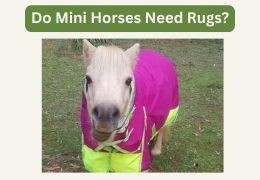 Do Mini Horses Need Rugs? When & How to Rug Them (Australia Guide)