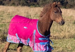 How to Safely Rug a Foal for the First Time (What Most People Get Wrong)