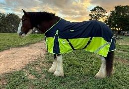 Do Clydesdales Need Special Horse Rugs? (Big Horse Rug Guide)