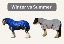 Which Horse Rug Style Is Best for Clydesdales& Big Horses? (Complete Guide for Big Horses)