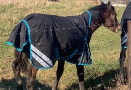 When Should You Rug a Foal? A Practical Guide for Australian Horse Owners