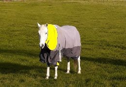 Do Older Horses Feel the Cold More? Winter Rugging Tips for Senior Horses