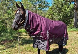 Medium Fill Horse Rugs (150g–250g) – What to Use & When