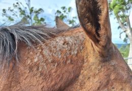 Why Is My Horse So Itchy? Causes of Rubbing & How to Help